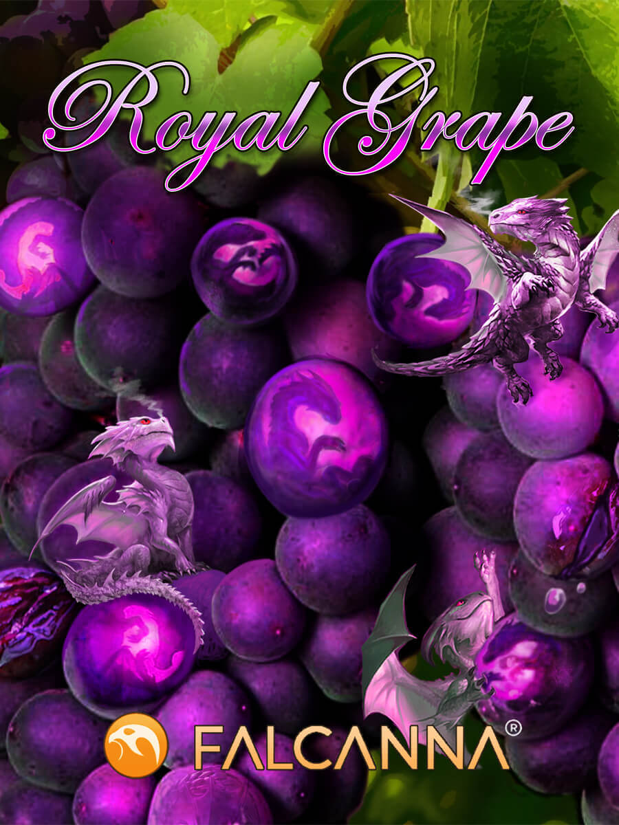 Royal Grape